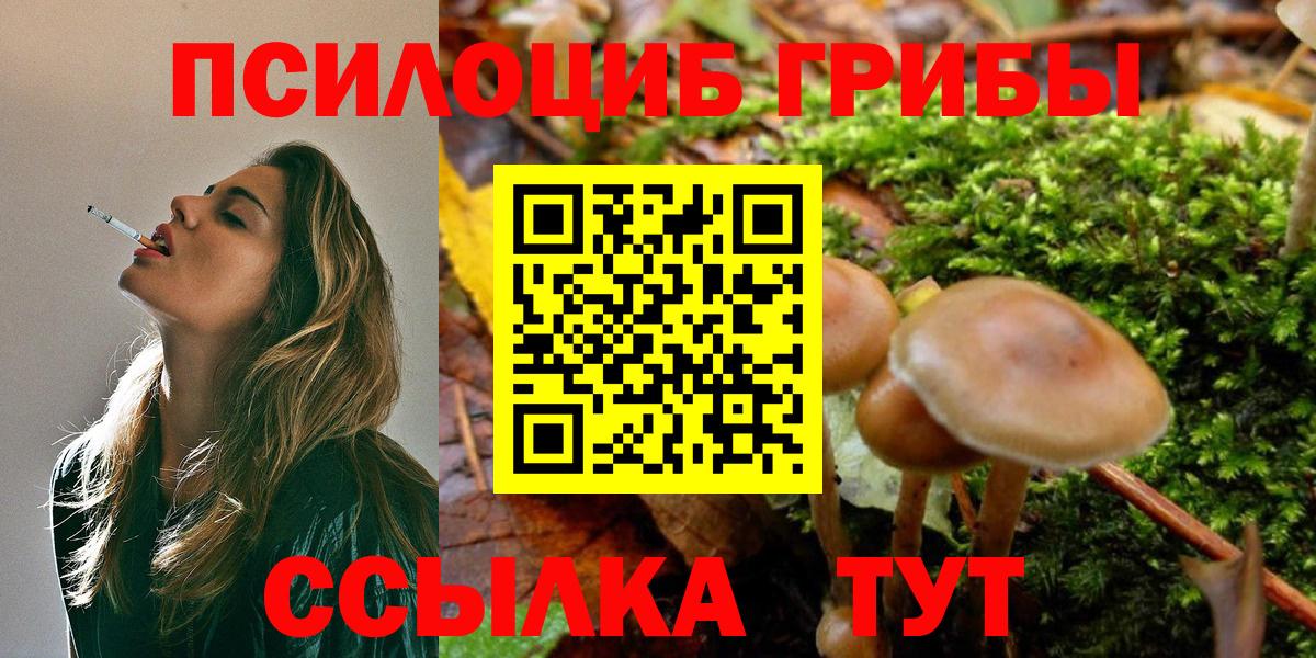 Галлюциногенные грибы Psilocybe Дербент